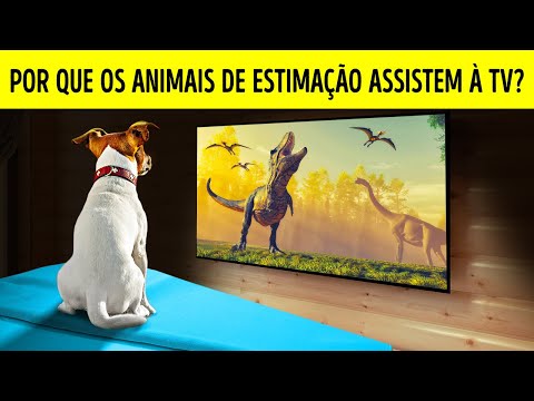 Vídeo: Animais Assistem TV