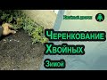 Как посадить черенки хвойных (туи и можжевельника) в грунт? Зимнее черенкование хвойных растений