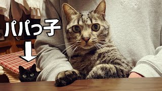 パパが他の子をお膝に乗せている所を目撃してしまった猫　He’s looking at you by Momo Ten Kuuももと天空 121,656 views 2 months ago 1 minute, 37 seconds