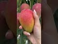 Perfect mangoes grown in own backyard.. #oddlysatisfying #foodasmr #visualasmr