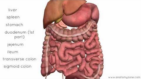 Peritoneal Cavity   Part 4   Intraperitoneal and Retroperitoneal Organs   Anatomy Tutorial