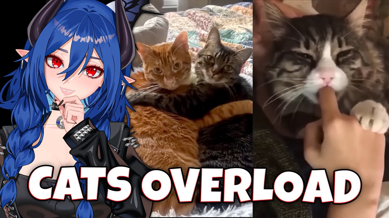 Why Are Cats Like This?! | Vtuber Reacts to The Best Cat Videos of The Decade
