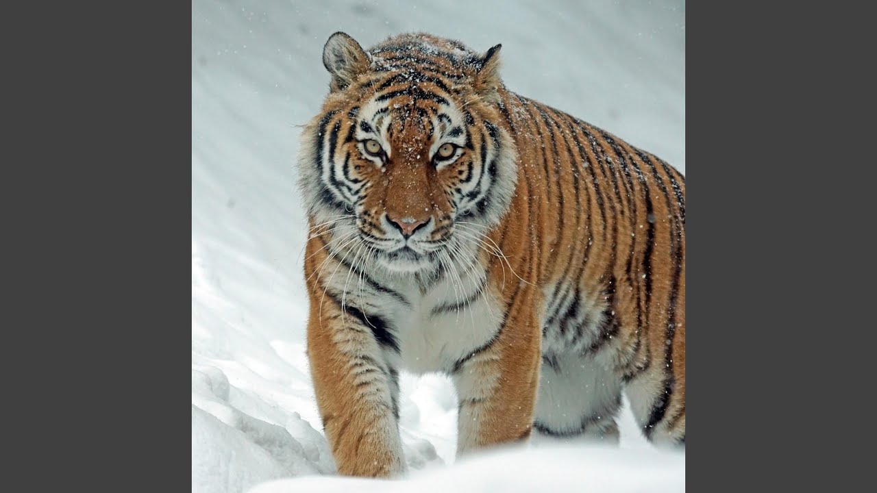No Samples for the Snowball Tiger