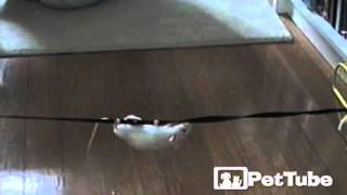 Mighty Mouse’s High Wire Act  - PetTube by PetTube - Planet's Funniest Animals 912 views 7 years ago 32 seconds