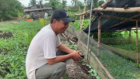 Giao Ốc Bươu Đen Giống Cho Khách Hàng Ở Vĩnh Long | Liệt Vlog