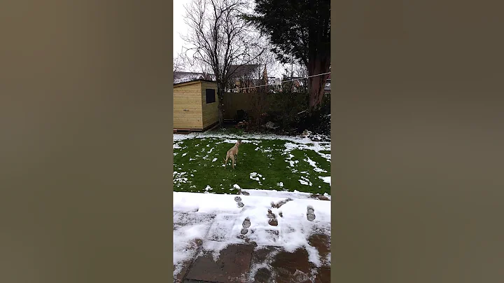 Harris whippet meets scary snowman