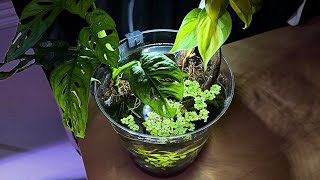 I Built an ECOSYSTEM in a Trash Can