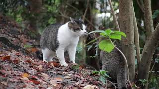 Autotuned Cat Fight