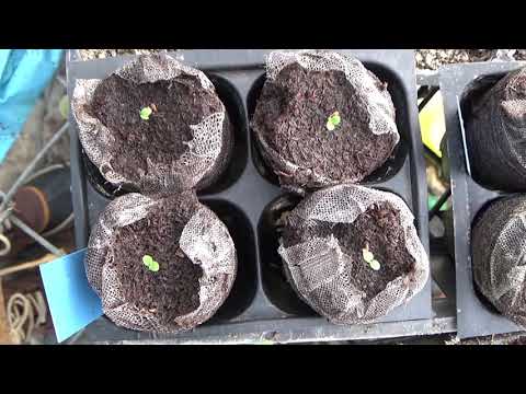 Video: How To Grow Perovskija From Seeds?