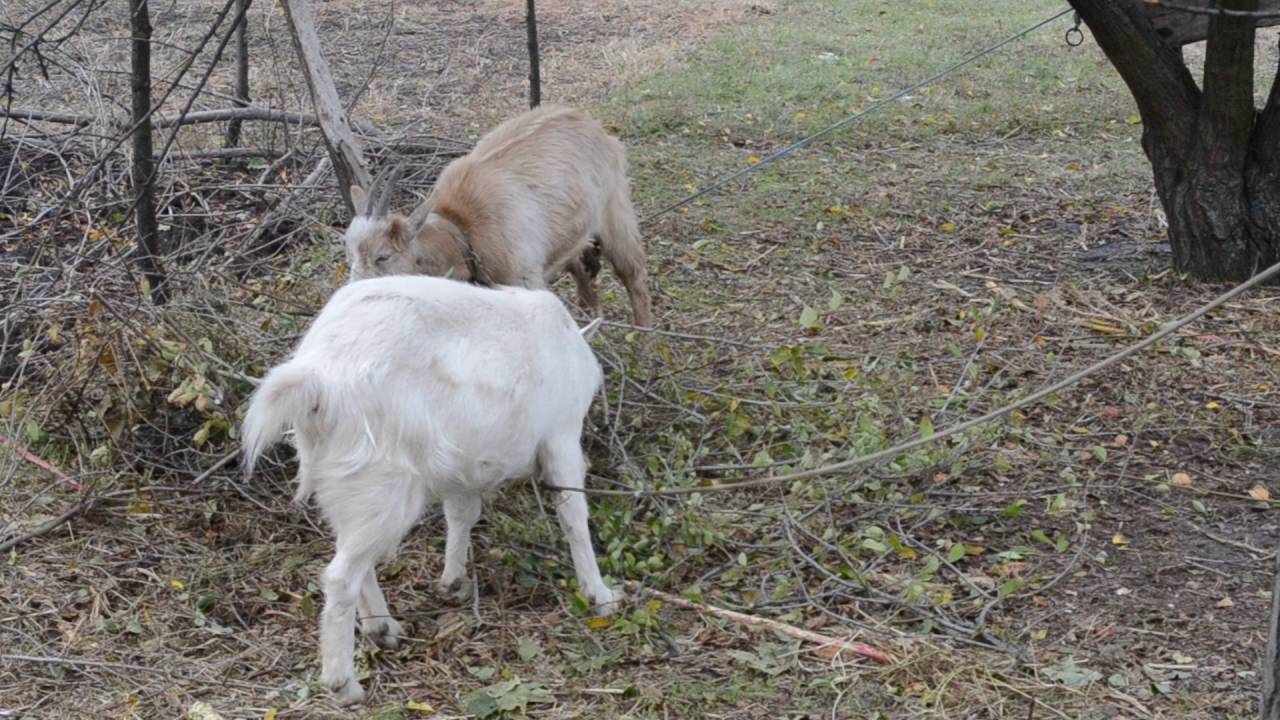 Живность на даче Гуси и козы - YouTube