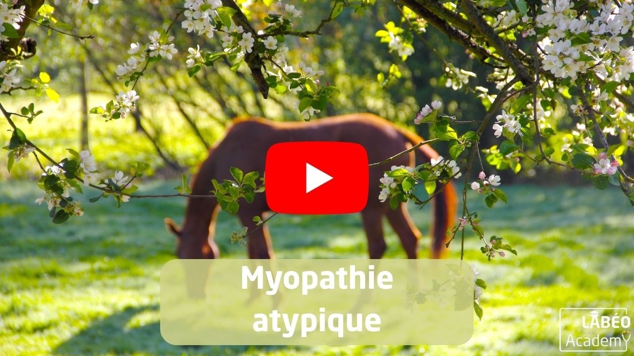Myopathie atypique : du pâturage au laboratoire
