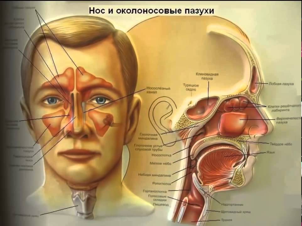 Натуральный прополис! Лечение Прополисом! - YouTube