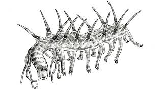 Hallucigenia