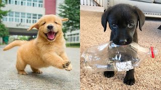 Baby Dogs  Cute and Funny Dog Videos Compilation #20 | 30 Minutes of Funny Puppy Videos 2021