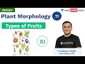 Plant Morphology - L 11 | Types of Fruits | Unacademy NEET | Live Daily | Botany | Pradeep Sir