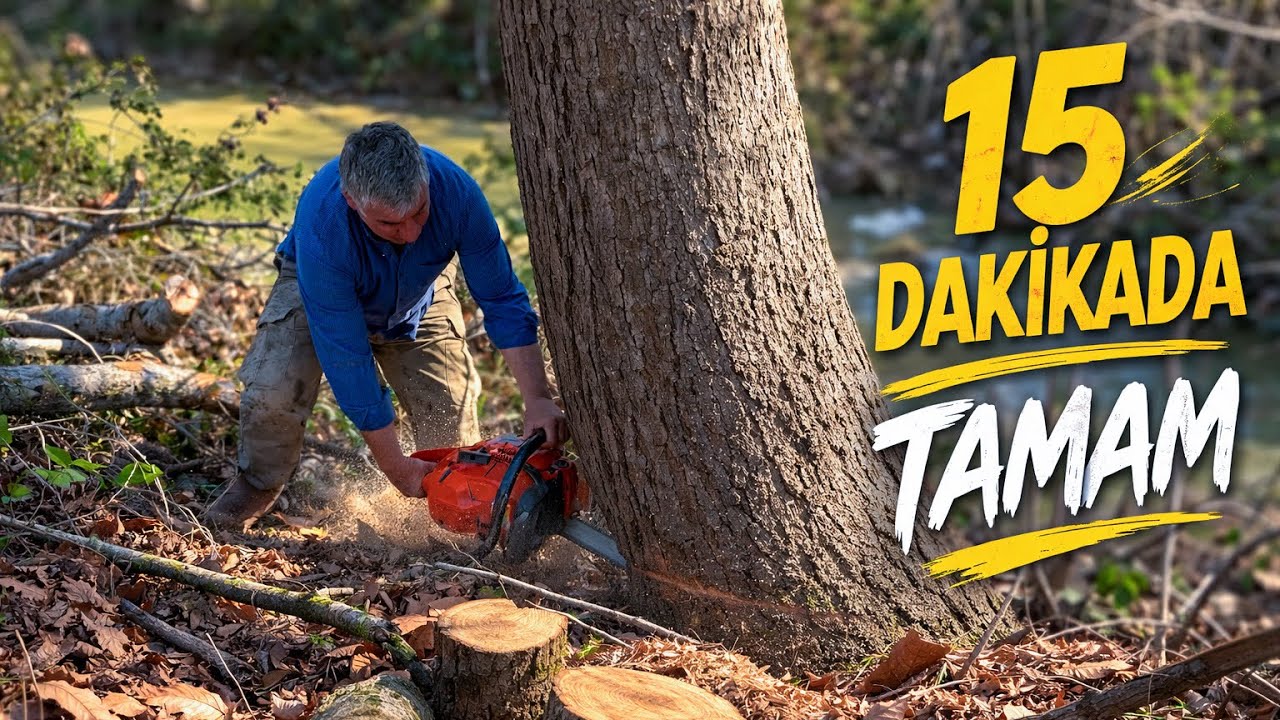 Husqvarna 372xp -Xtorq 15 Dakikada Parçalara Ayırdı Ağacı !