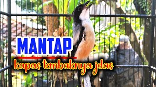 MANTAP!! Cendet isian kapas tembak cucak jenggot sambung gereja tarung plus tengkek udang