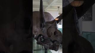 Dinosaur bones at Philadelphia Museum of Art