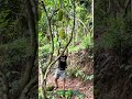 Jackfruit Harvest #shorts