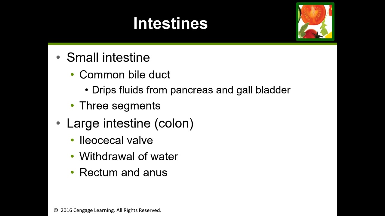 NUTR1 Chapter 3 15thed video