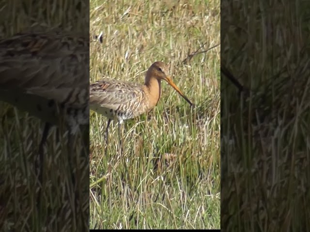 Grutto driftig op zoek naar voedsel