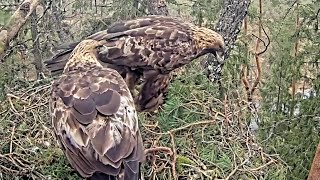 Kaljukotkas 2::Golden Eagle~Changeover! Male comes in~9:38 am 2024/04/19