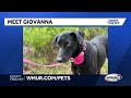 Giovanna, a gentle 2-year-old mixed breed, is ready to find her forever family