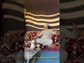 الصعب أسهل من صعوب السهوله لافي السرحاني