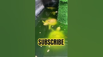 ALBINO RED EAR SLIDER POND 👀☀️🔥