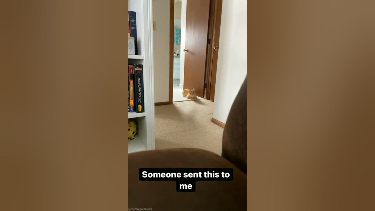 Hati² Jumpscare #shorts #kucing #cat