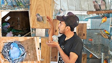 monk parrot breeding progress and information#parrot #monk parakeet#Quaker parrot #bird