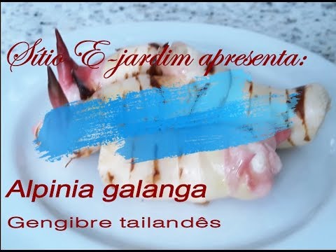 Vídeo: Como Fazer Canja De Galinha Tailandesa Com Coco, Gengibre E Galanga