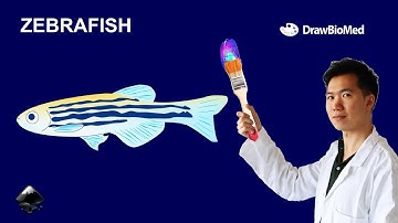 How to Draw Zebrafish in Inkscape