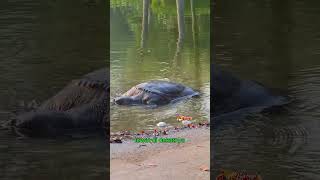 Mirip Seperti Batu di Sungai… Ternyata Labi Labi! #berbagicerita