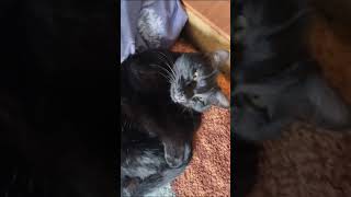 Пушистые звезды: забавные и трогательные моменты с кошками #cat #kitten #cute  #love #funny #котик