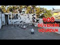 Ertuğrul Tülücü ile 400 Güvercin Uçurduk