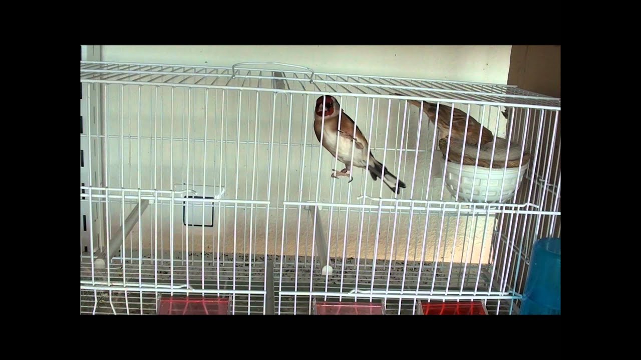 jilguero pisando a canaria