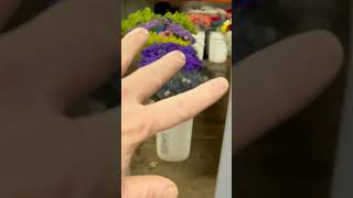 Carlsbad Flower Market! How to Shop Wholesale on a Good Price! Part 2