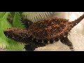 Reptile Feeding Video: Snakes, Lizards, Turtles, Frogs, and More! 2017