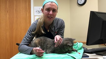 Subcutaneous (SQ) Injections