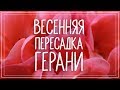 Пересадка герани весной. Как пересаживать пеларгонию