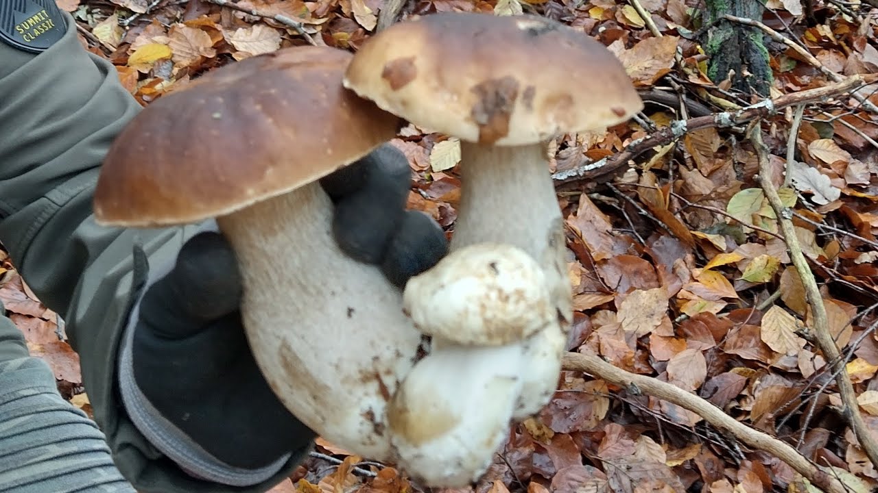Funghi porcini ritrovamenti di Novembre Germania 😱😱 solo cose belle