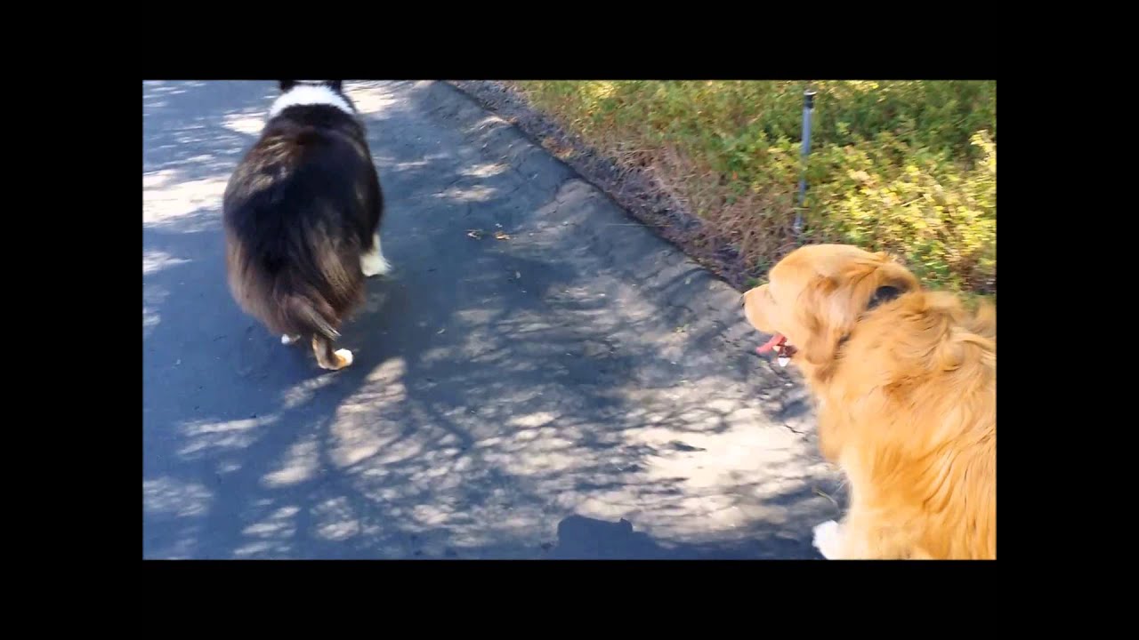 Leash frustrated Sheltie YouTube