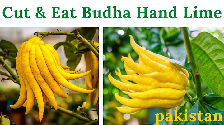 Where to buy buddha hand fruit