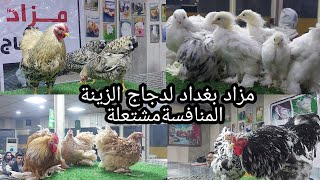 مزاد بغداد لبيع انواع دجاج الزينة يوم السبت 2022/1/22