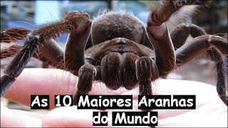 AS 10 MAIORES ARANHAS DO MUNDO