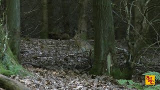 Pest Control with Air Rifles - Squirrel Shooting - Hare We Go Again!