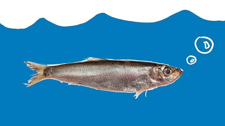 Return of the Sprat - vital small fish thrive in C...
