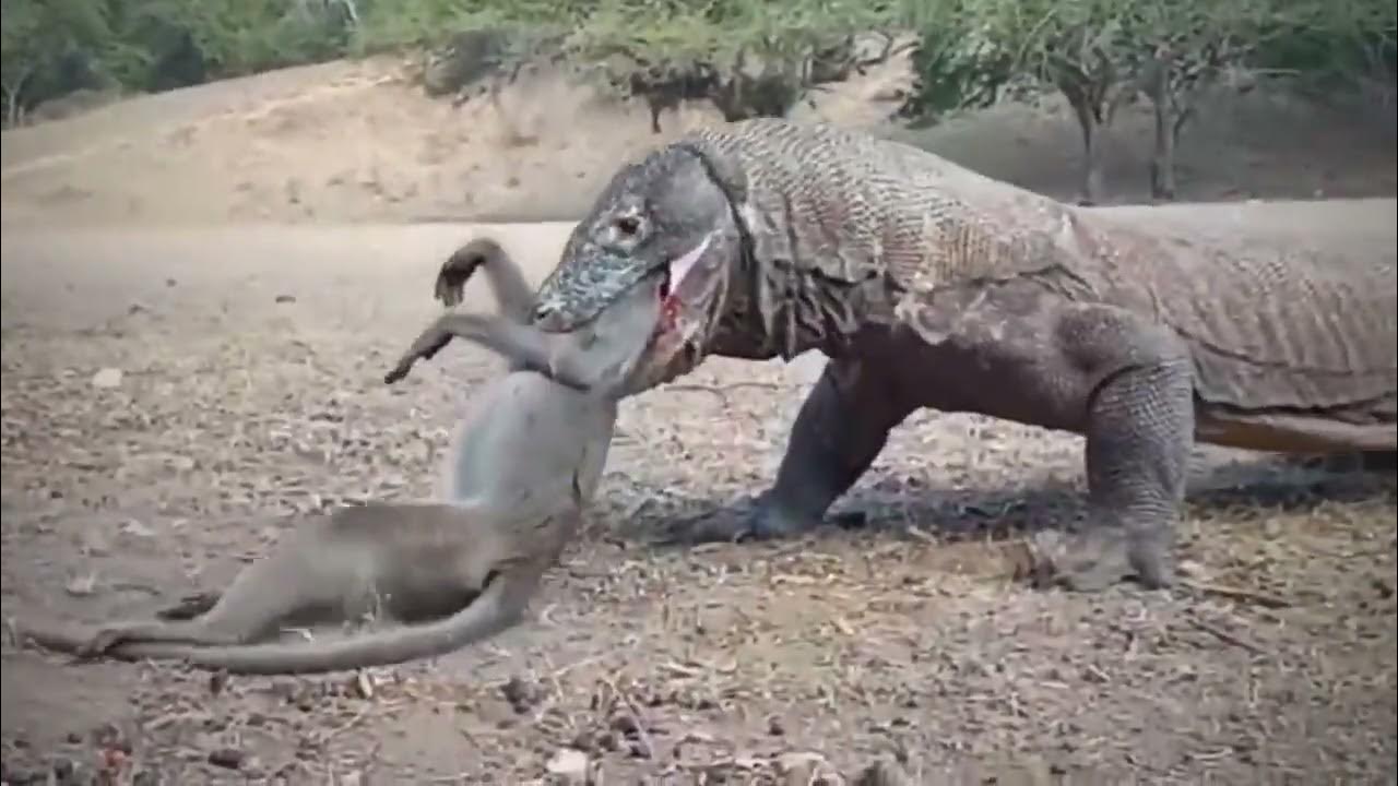 Komodo dragon predation コモドドラゴン捕食 科莫多巨蜥捕食 - YouTube