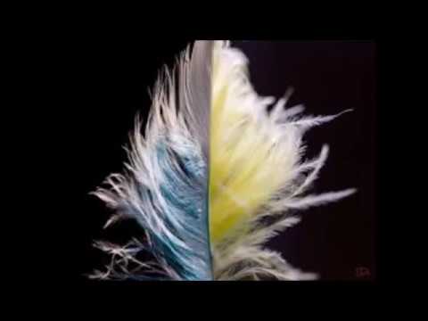 This is What Different Feather Colors Mean